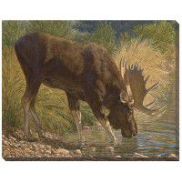 Refreshing - Moose Wrapped Canvas Art